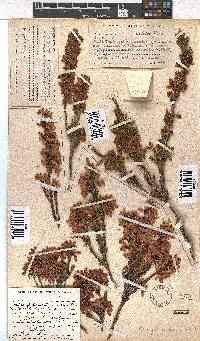 Erica toringbergensis image