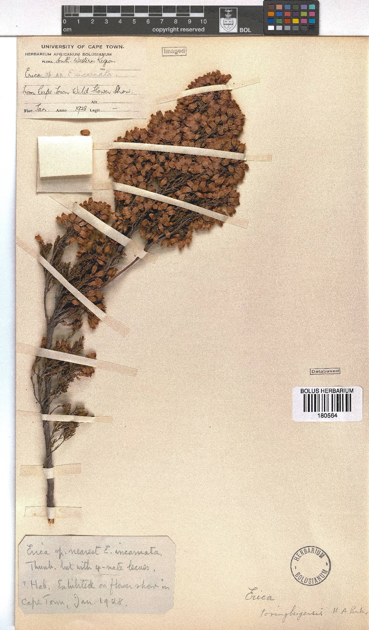 Erica toringbergensis image