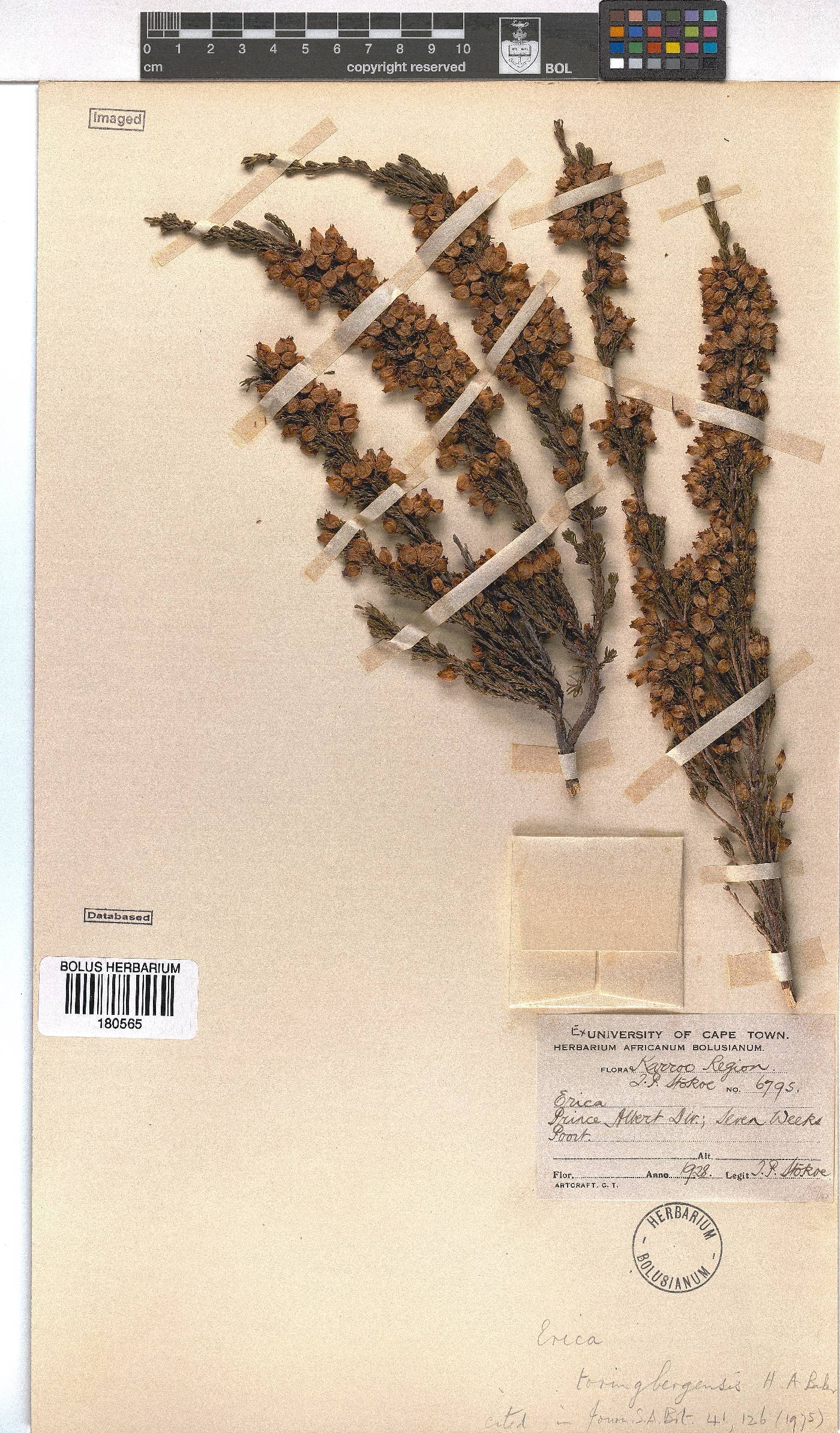 Erica toringbergensis image