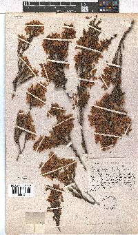 Erica toringbergensis image