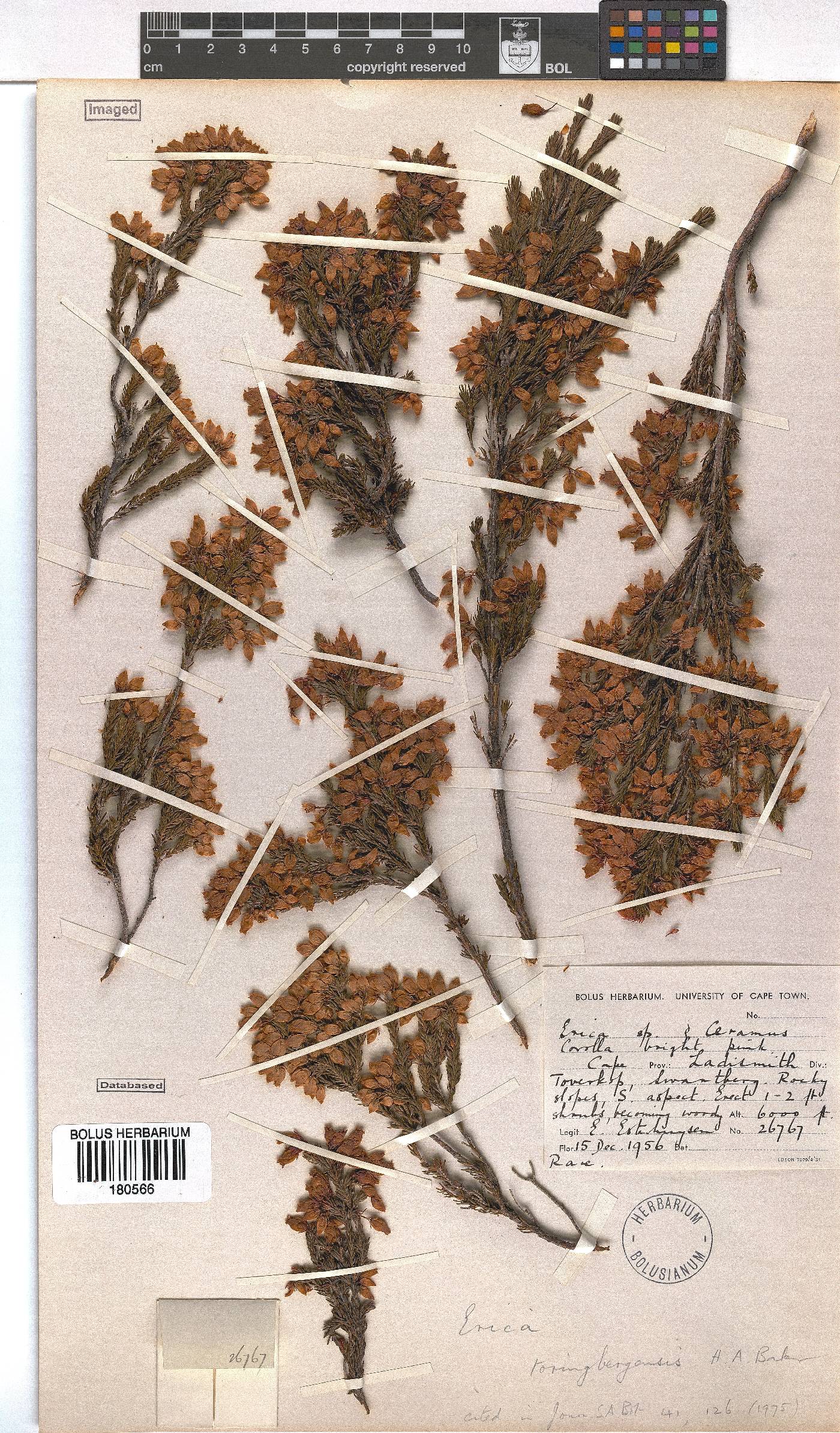 Erica toringbergensis image