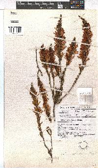 Erica cylindrica image