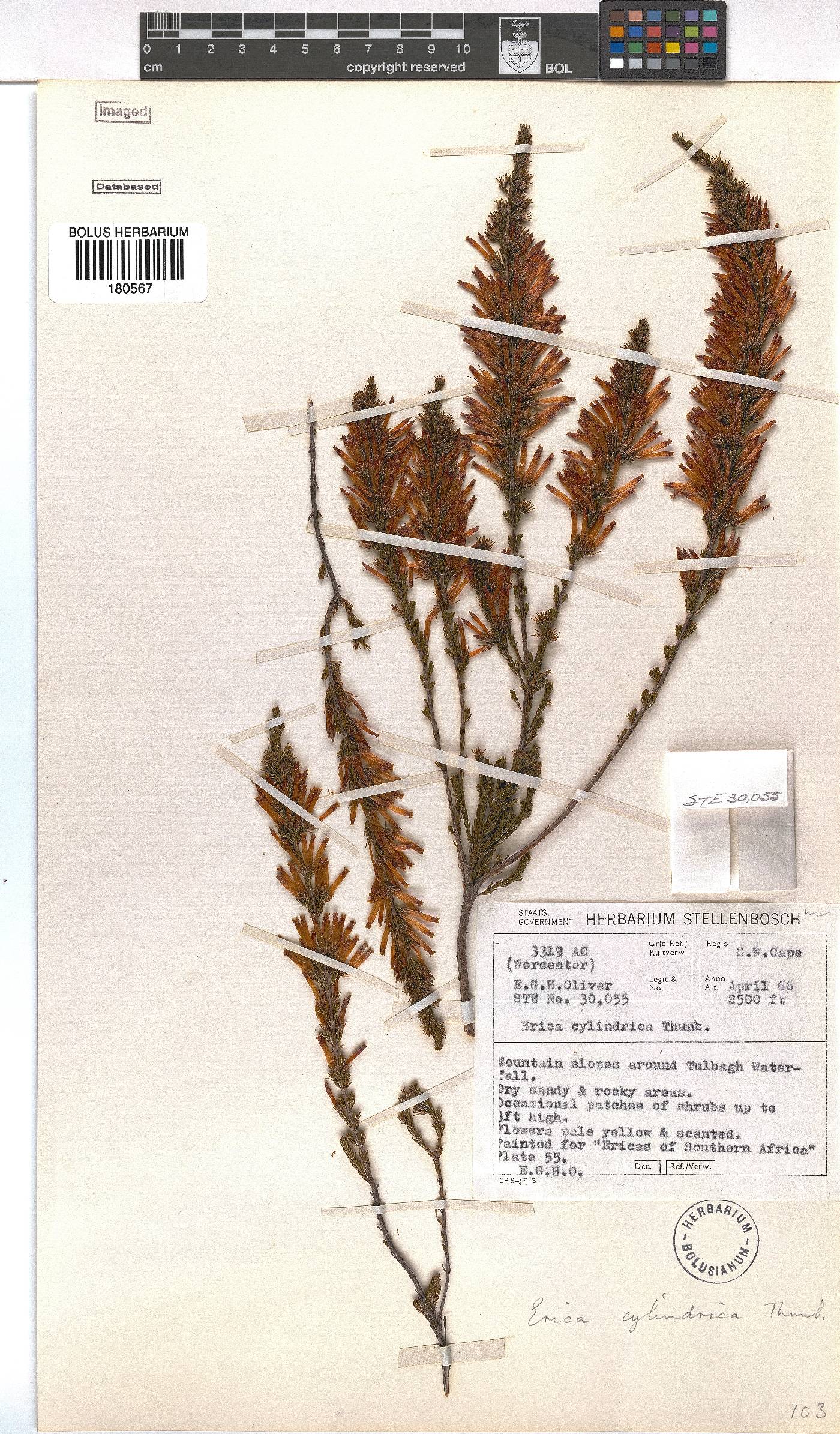Erica cylindrica image