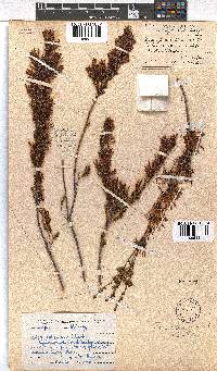 Erica cylindrica image