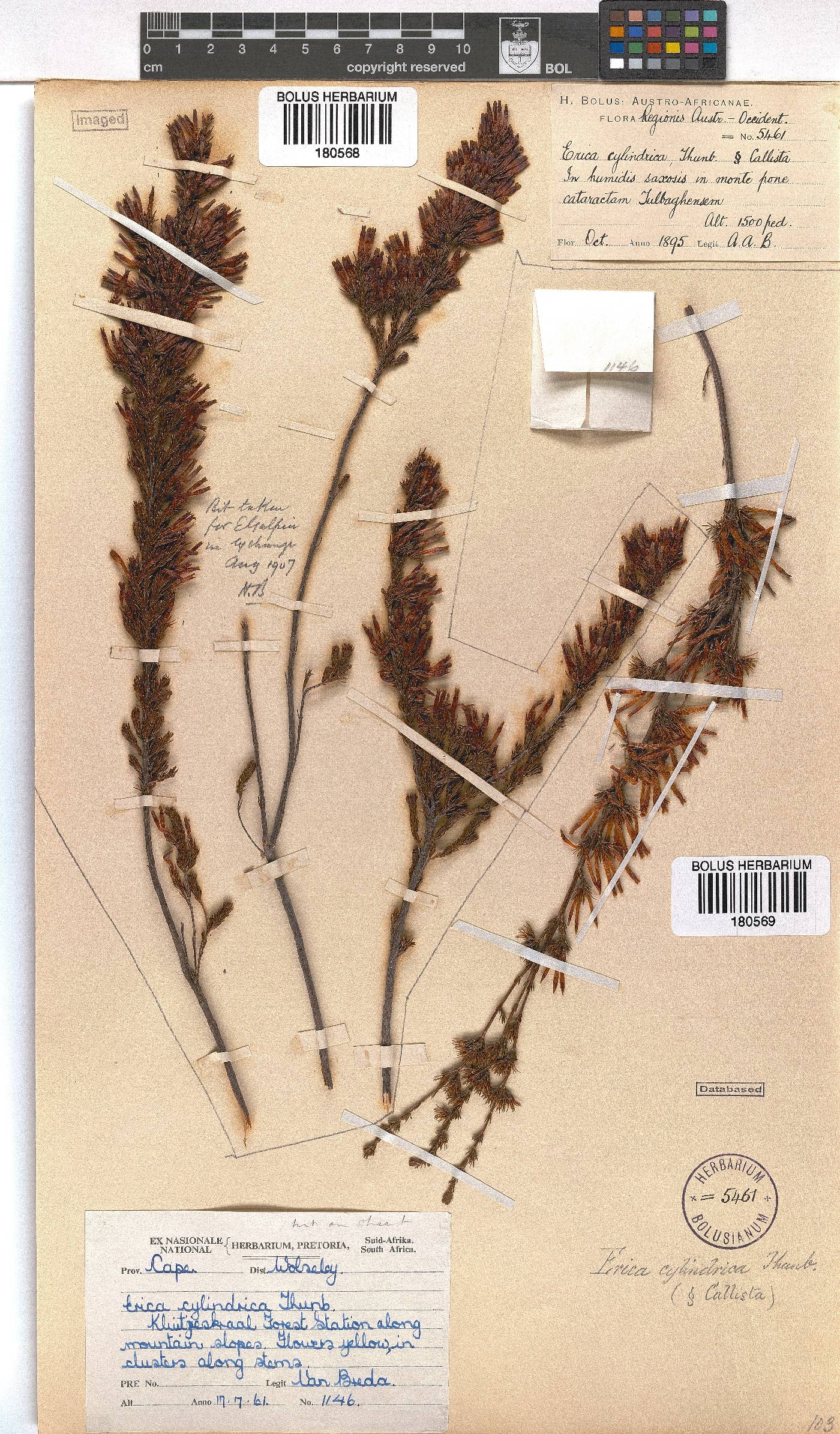 Erica cylindrica image