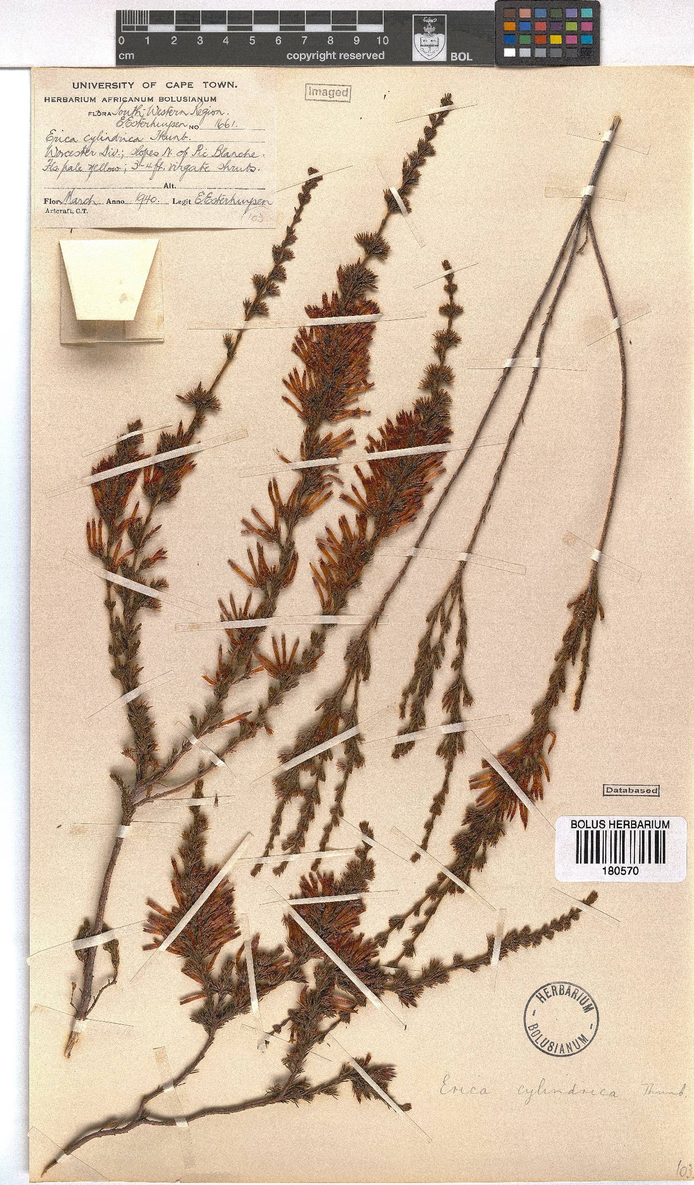 Erica cylindrica image