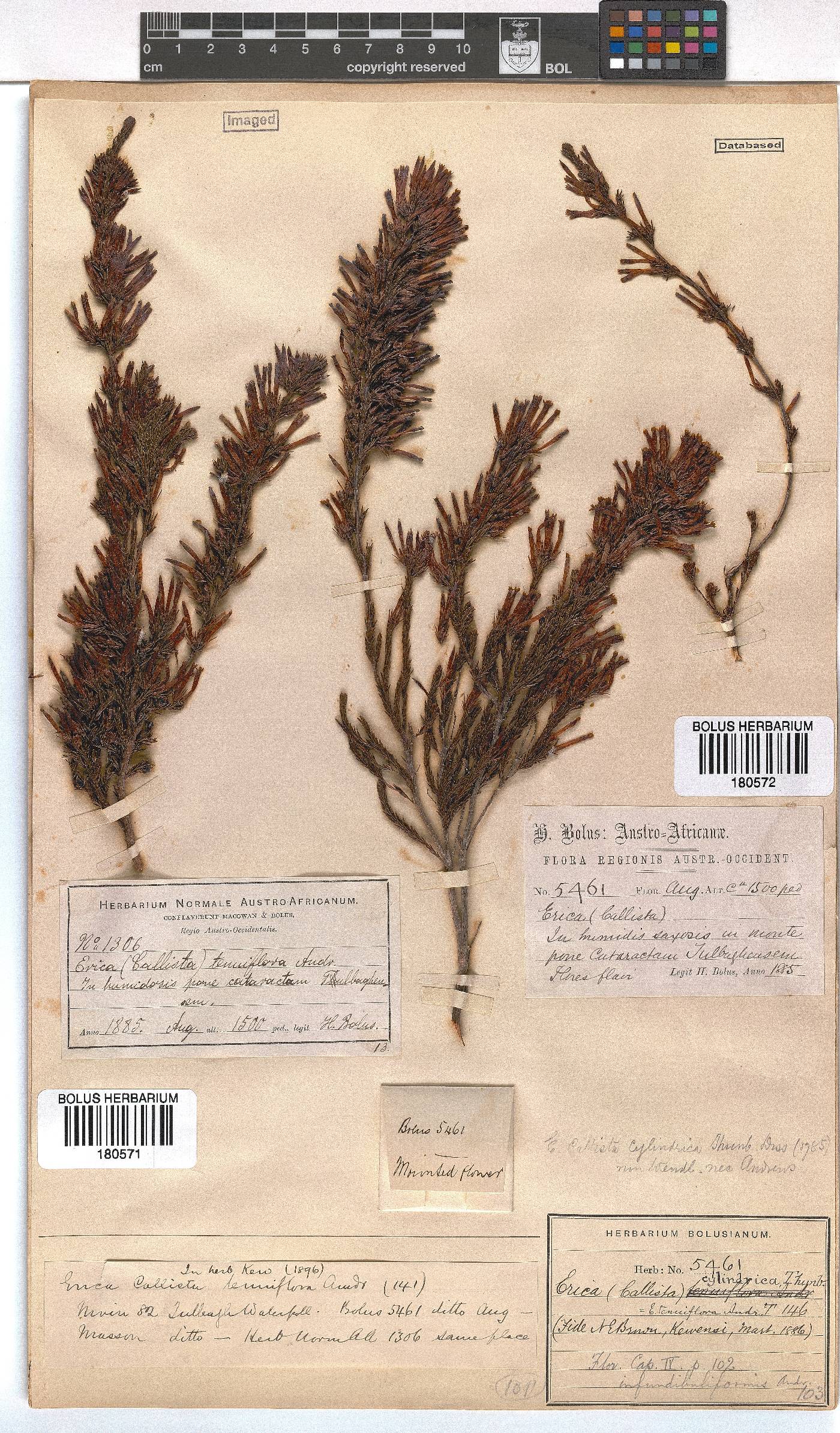 Erica cylindrica image