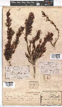Erica cylindrica image