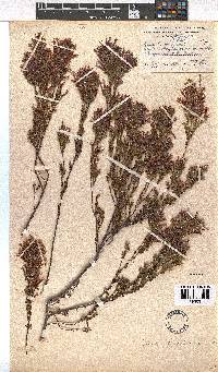 Erica lawsonii image