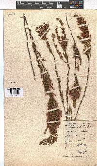 Erica lawsonii image