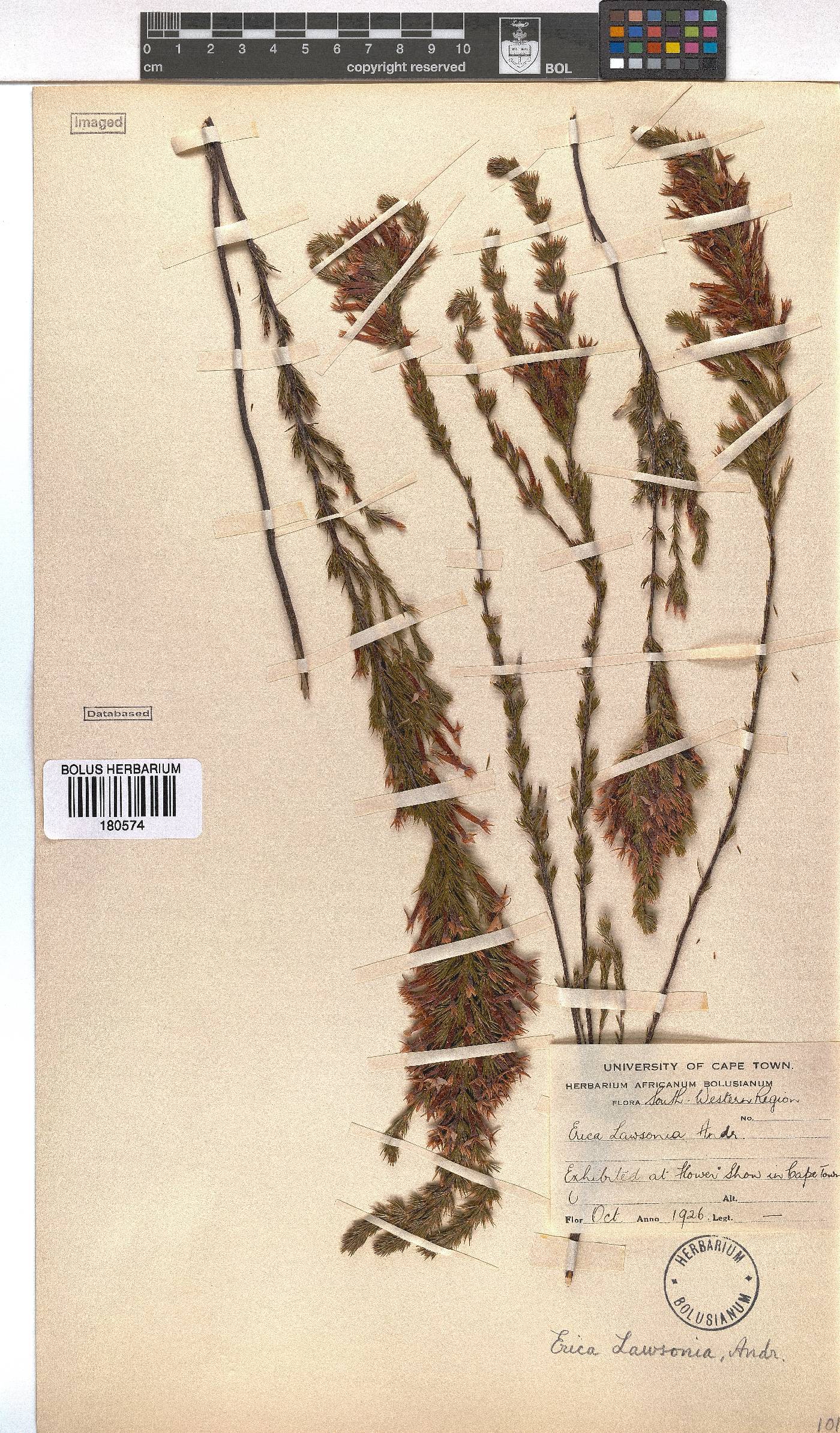 Erica lawsonii image