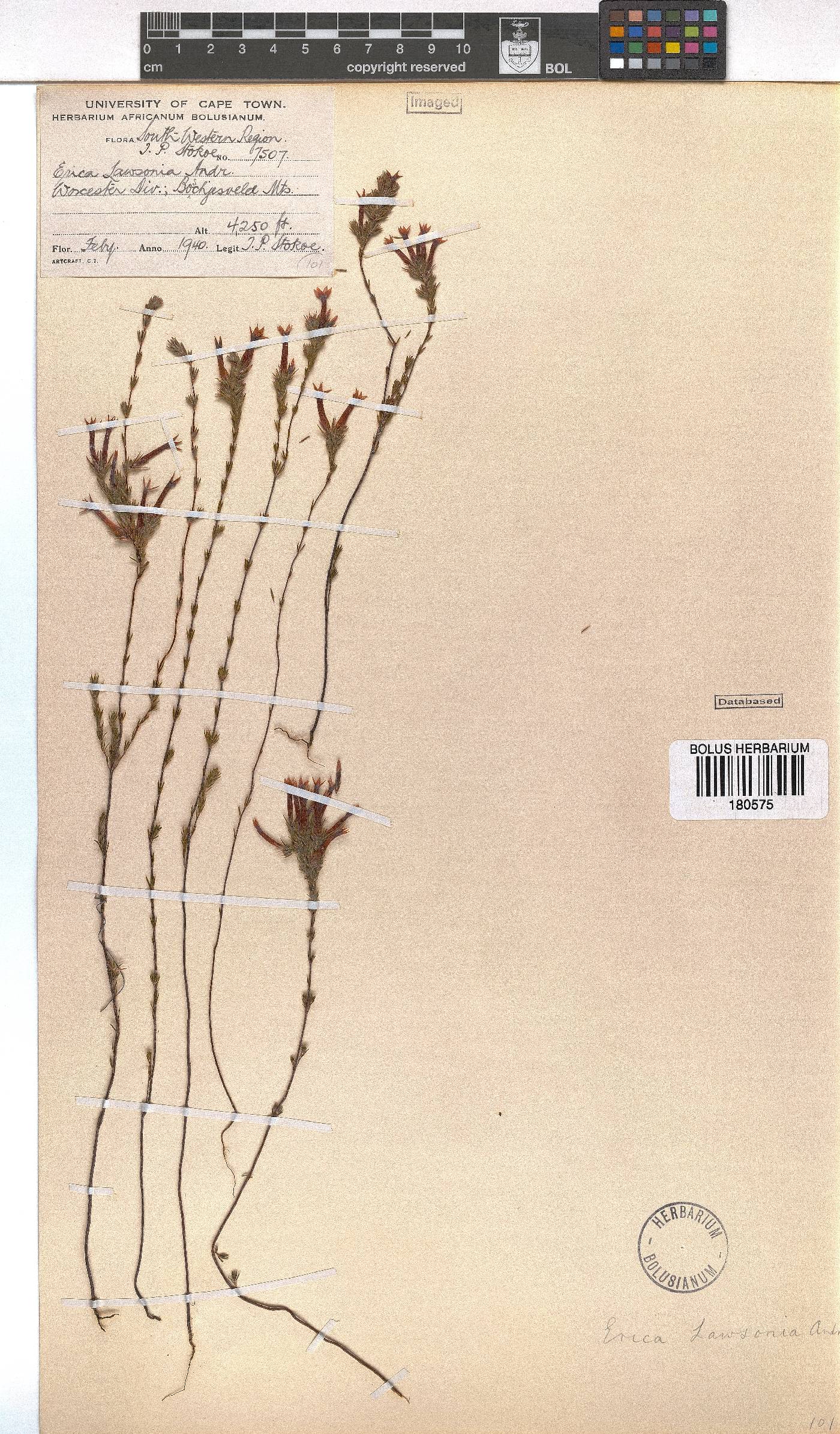 Erica lawsonii image