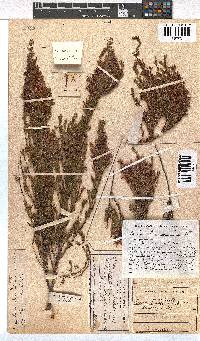 Erica lawsonii image