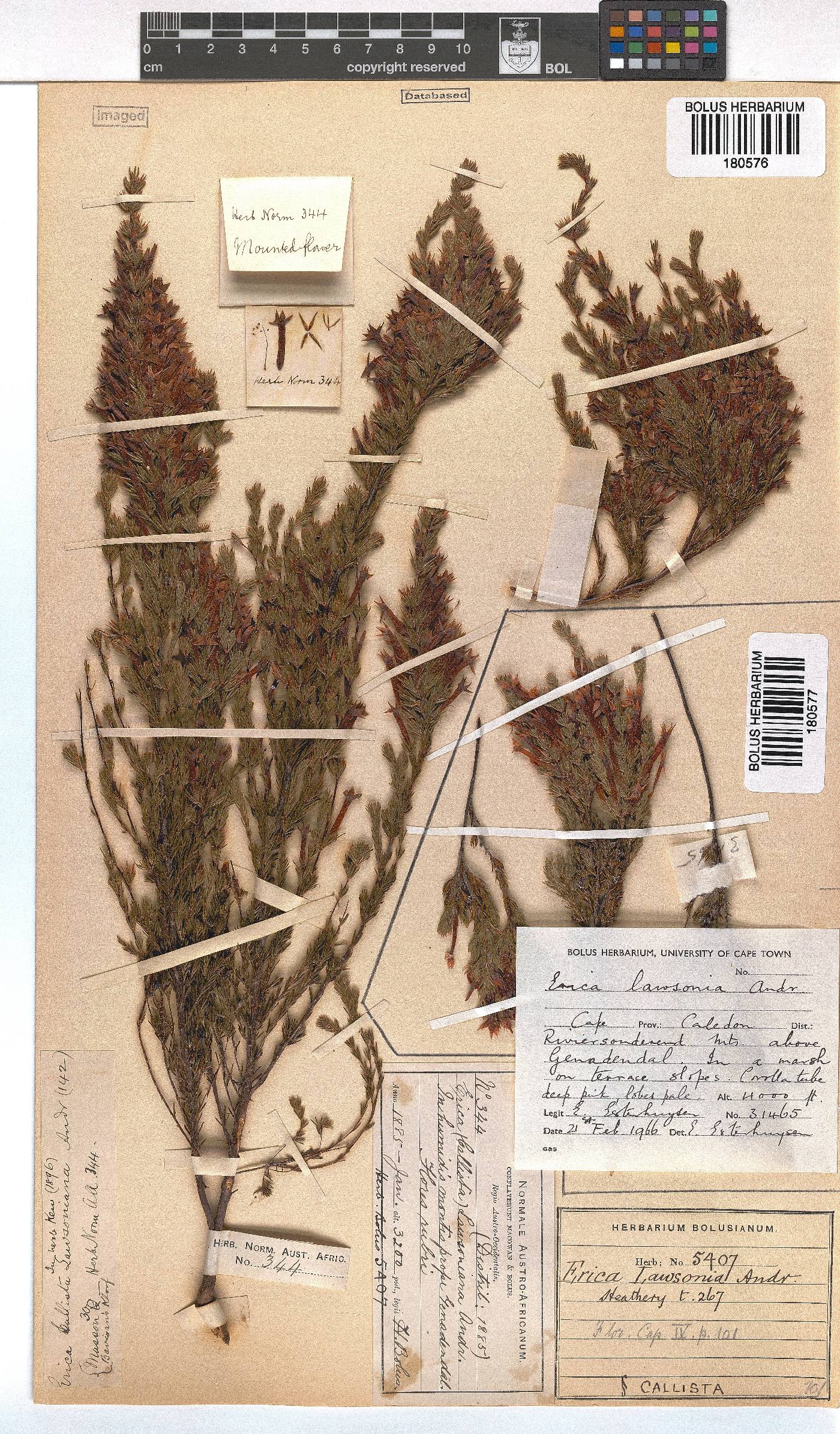 Erica lawsonii image