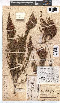 Erica lawsonii image