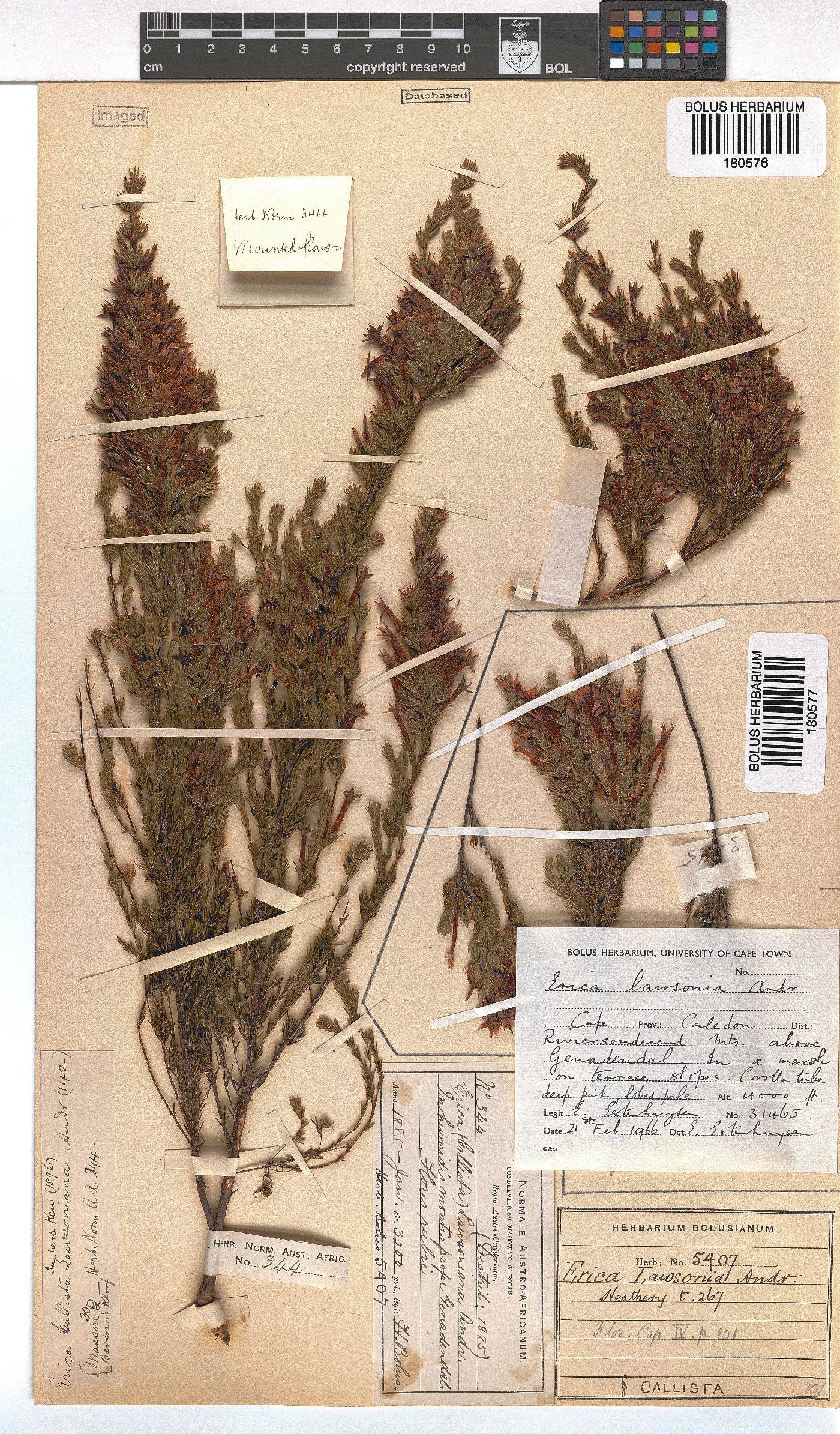 Erica lawsonii image