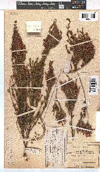 Erica lawsonii image