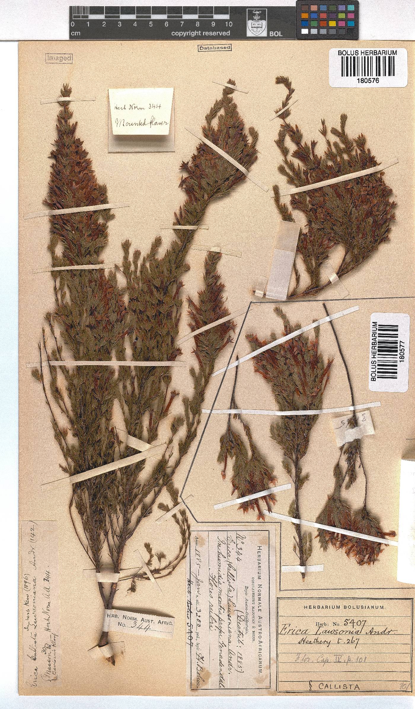 Erica lawsonii image