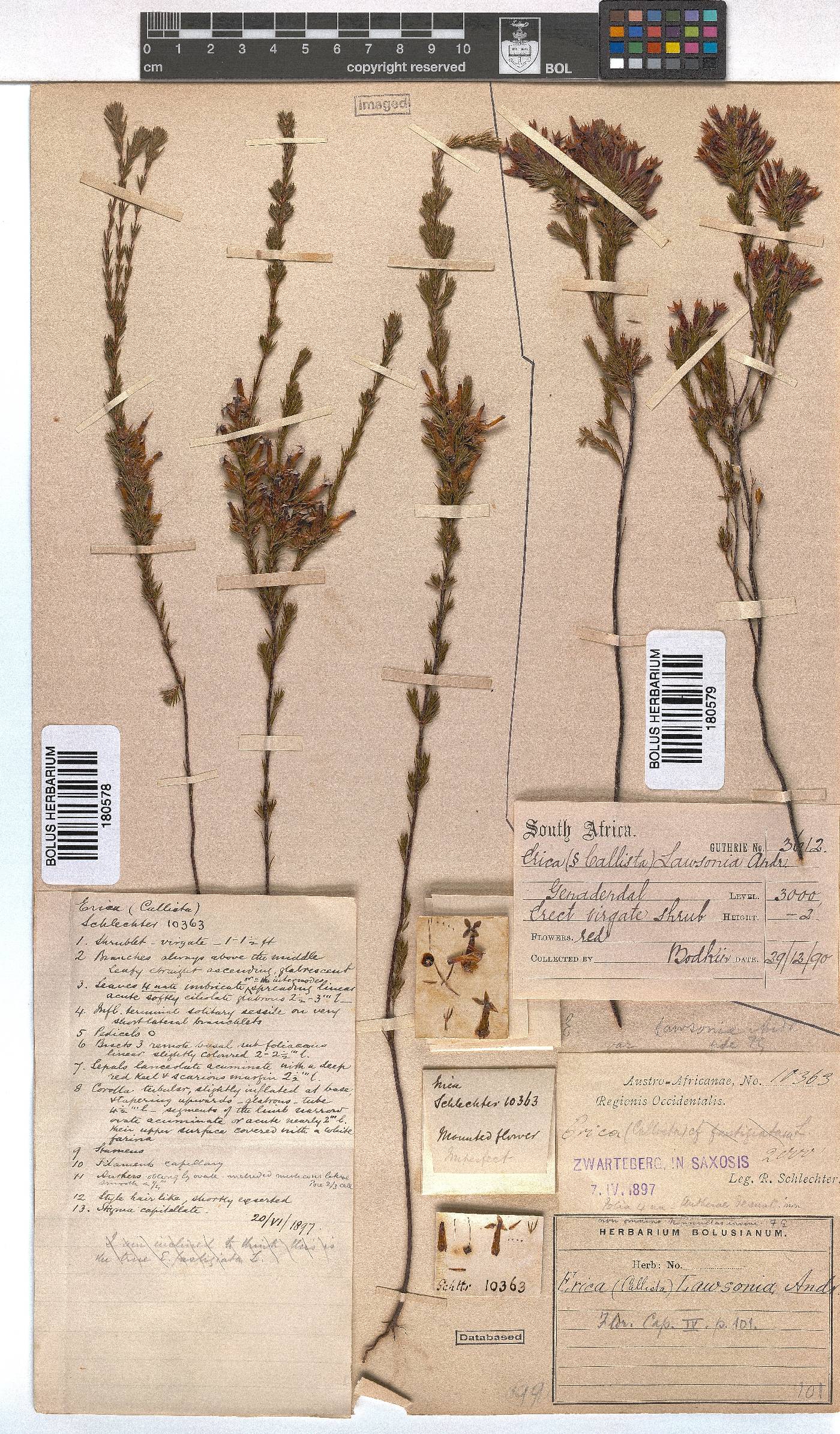 Erica lawsonii image