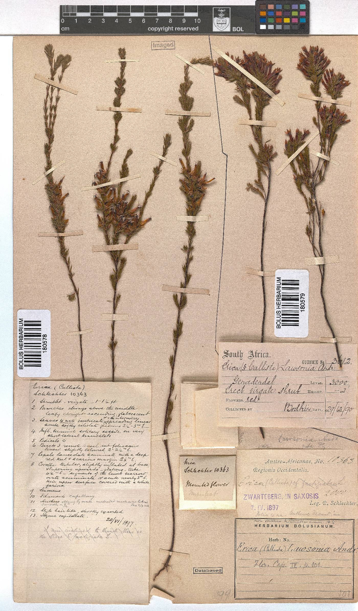 Erica lawsonii image