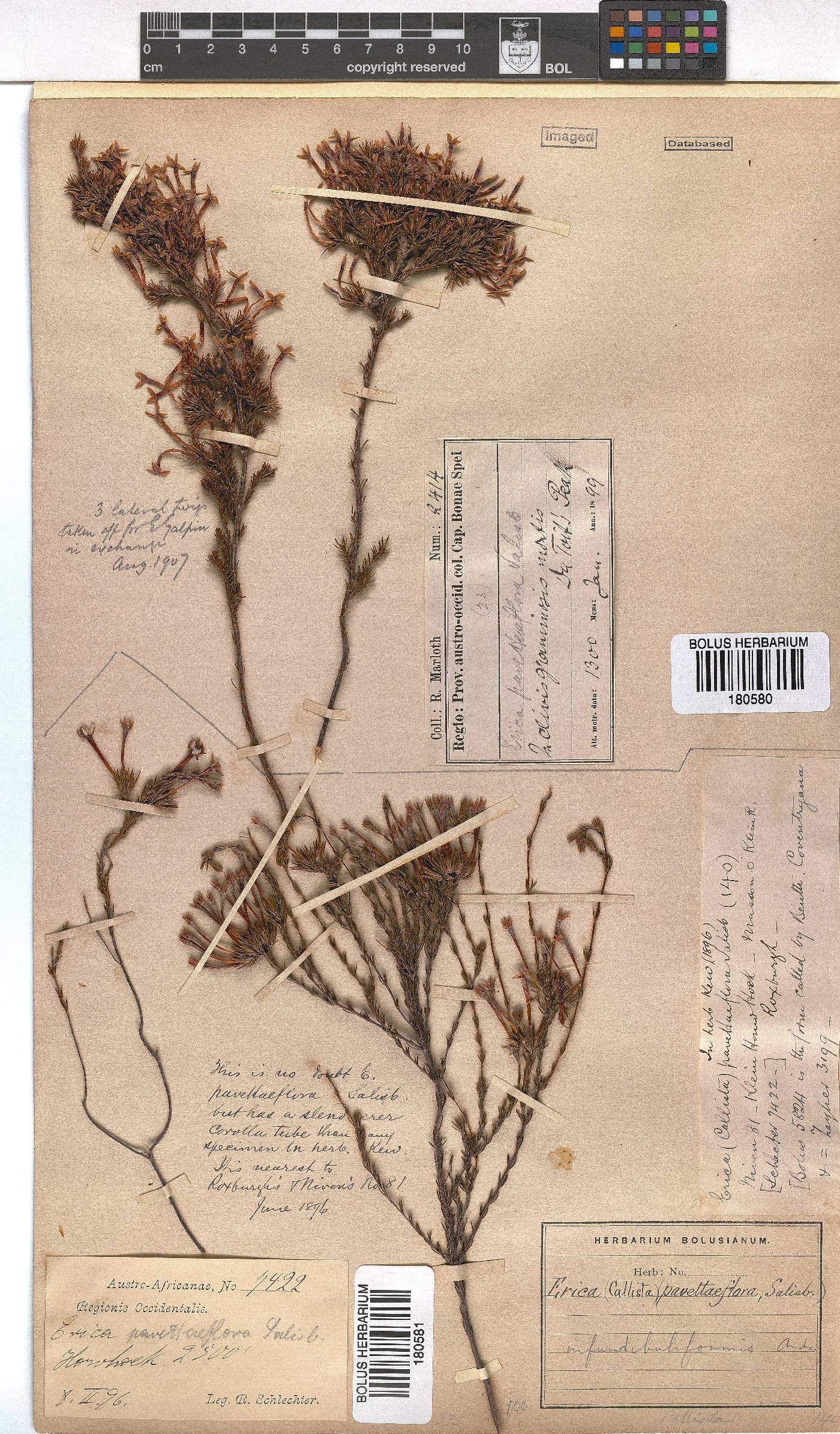 Erica infundibuliformis image