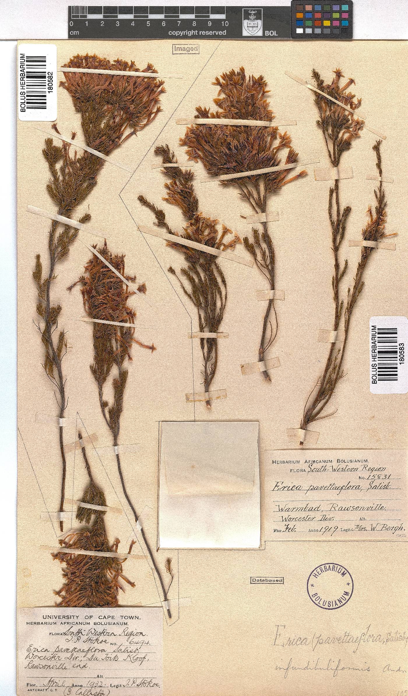 Erica infundibuliformis image