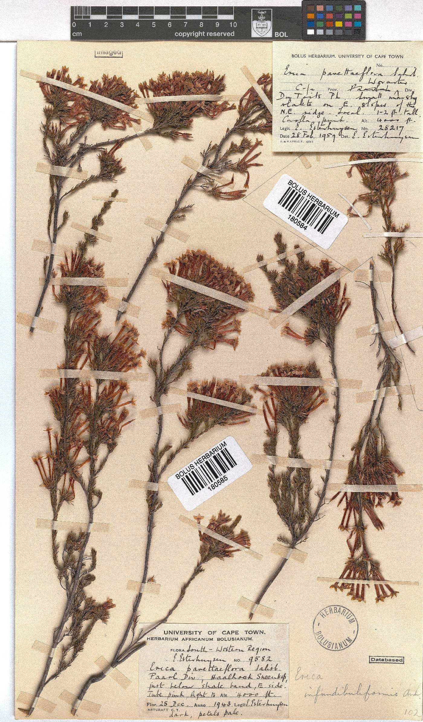 Erica infundibuliformis image