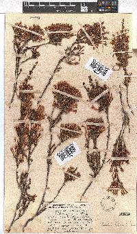 Erica infundibuliformis image