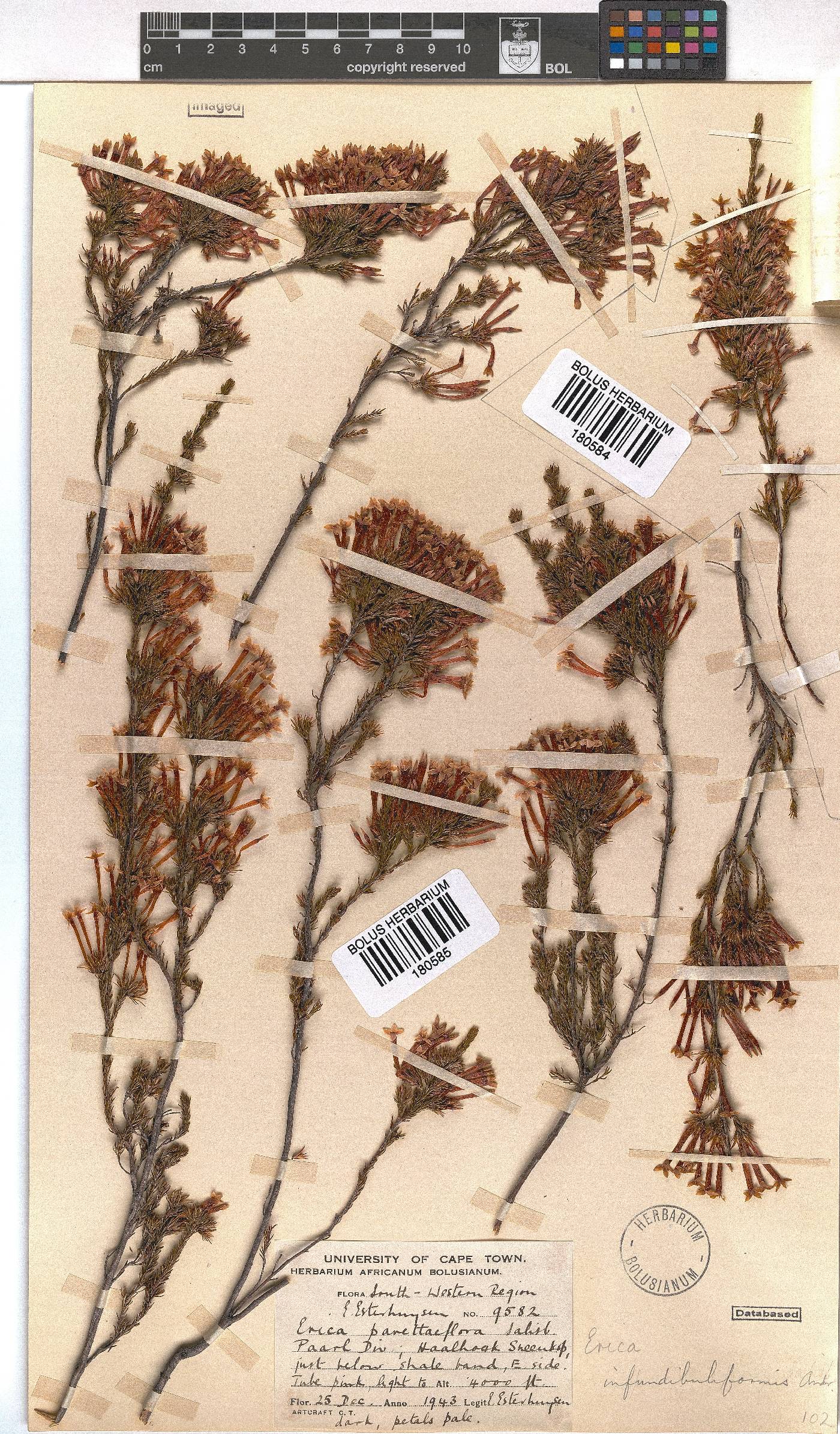 Erica infundibuliformis image