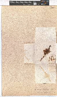 Erica infundibuliformis image