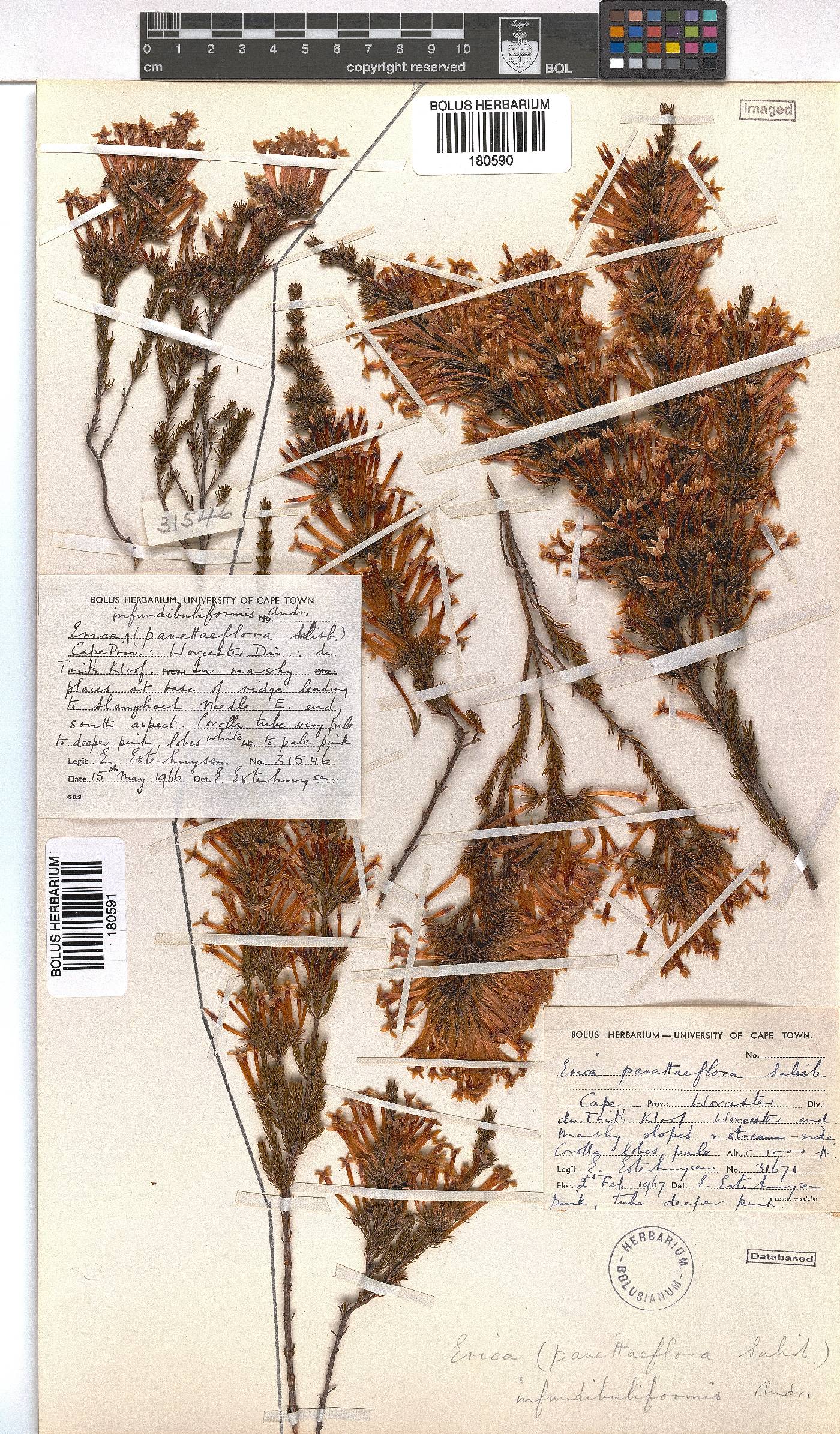 Erica infundibuliformis image