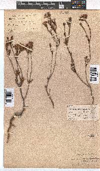 Erica fastigiata image