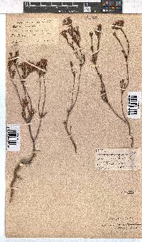 Erica fastigiata image