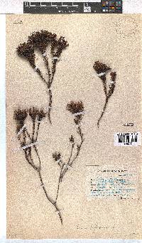 Erica fastigiata image