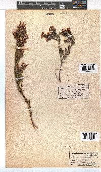 Erica fastigiata image