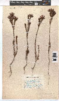 Erica fastigiata image