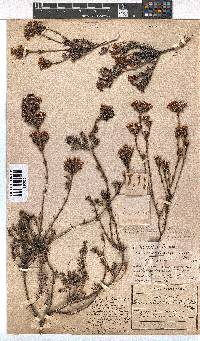 Erica fastigiata image