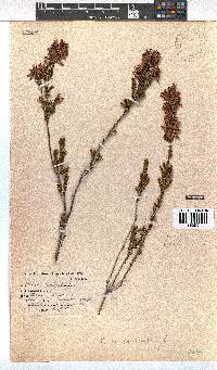 Erica fastigiata image