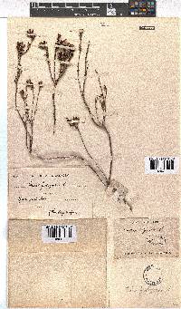 Erica fastigiata image