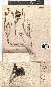 Erica fastigiata image