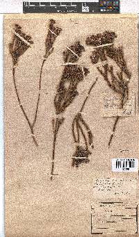 Erica fastigiata image