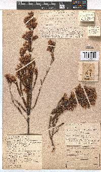 Erica fastigiata image