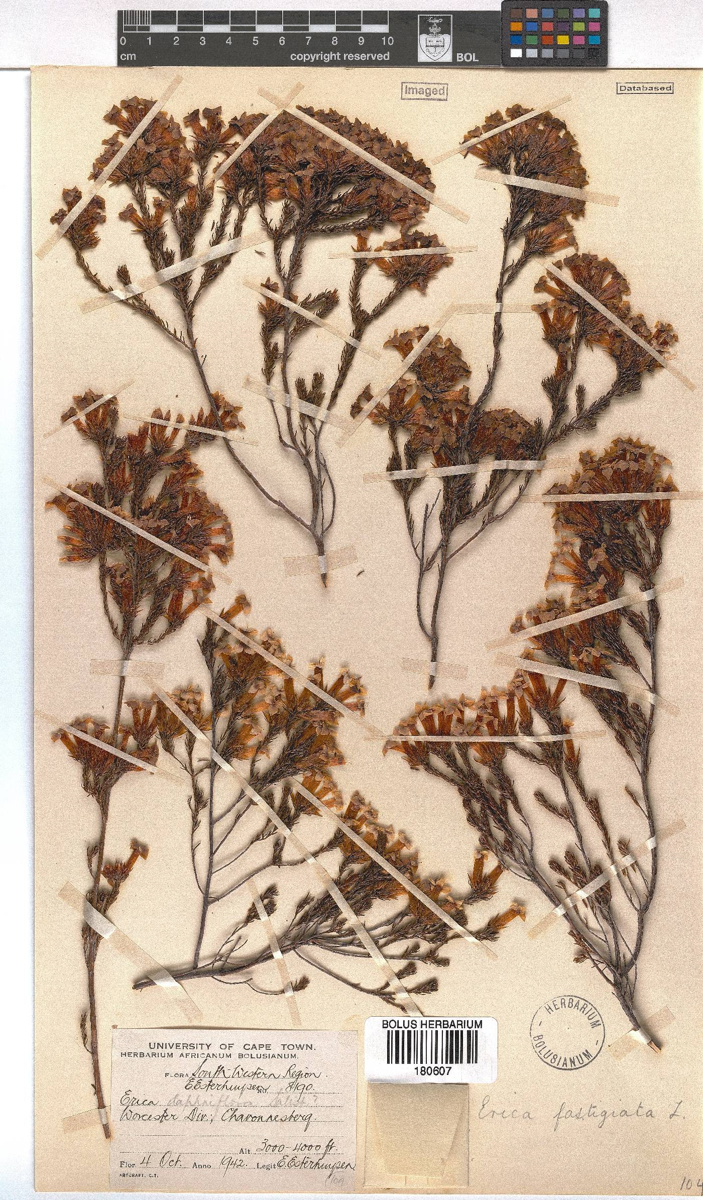 Erica fastigiata image