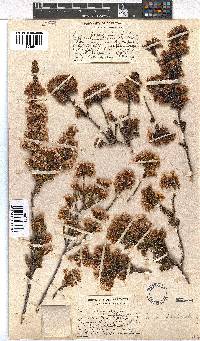 Erica fastigiata image