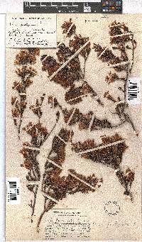 Erica fastigiata image