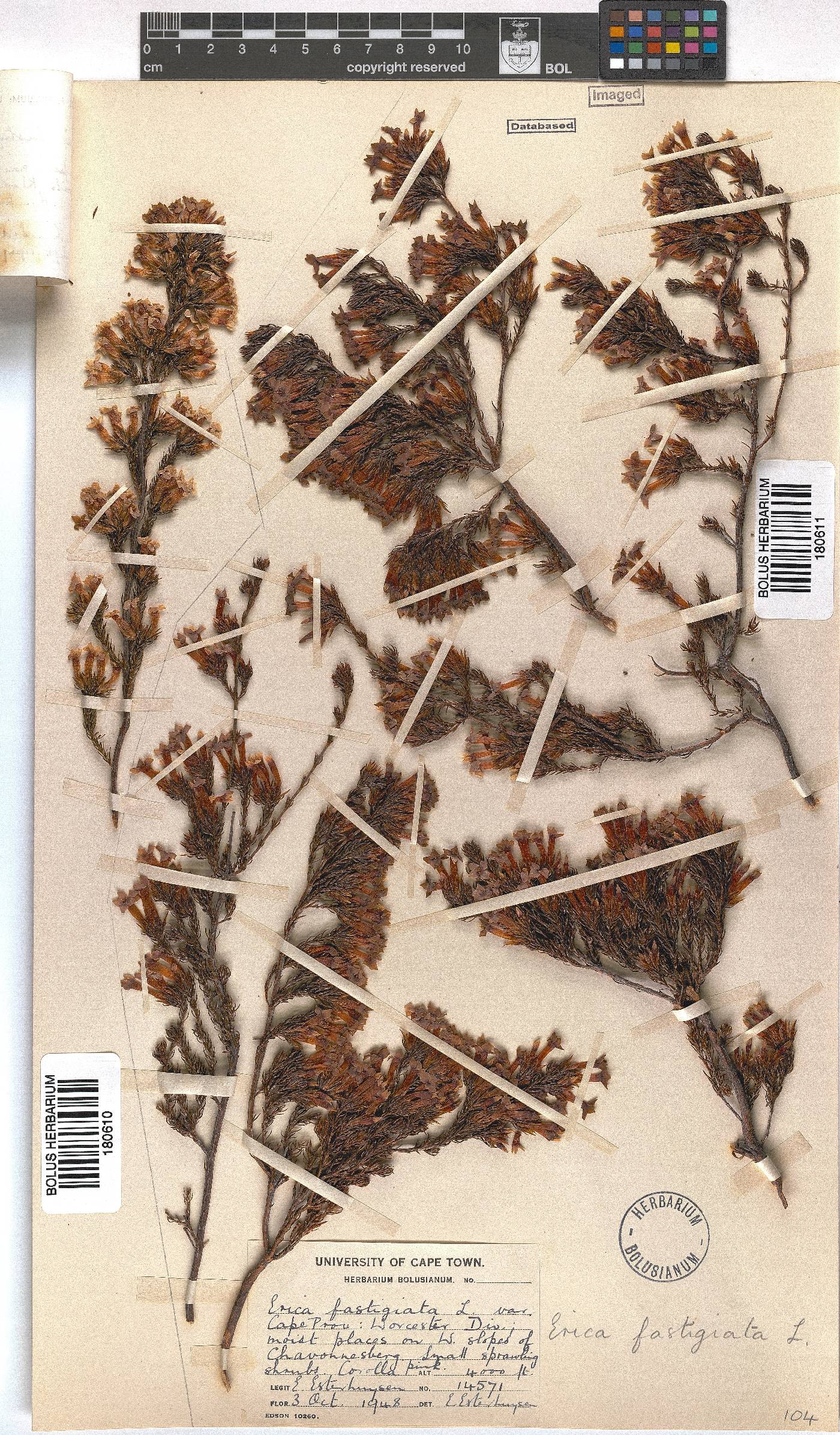 Erica fastigiata image