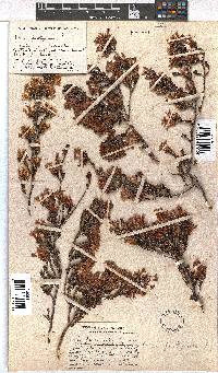 Erica fastigiata image