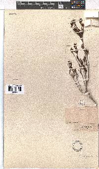 Erica fastigiata image