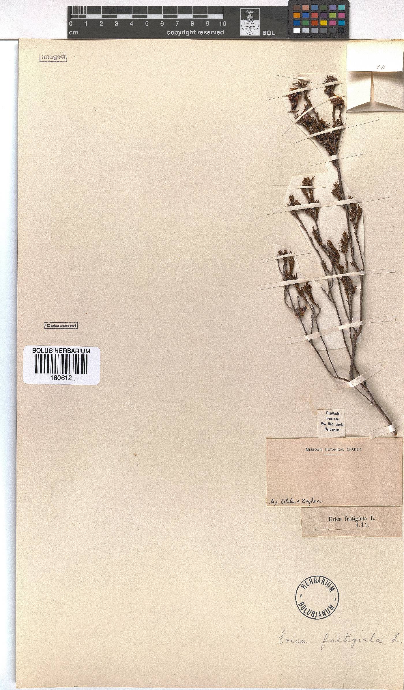 Erica fastigiata image