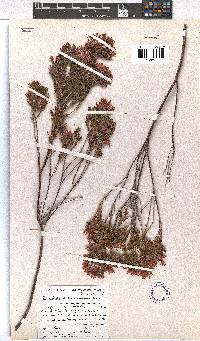 Erica fastigiata var. coventryi image